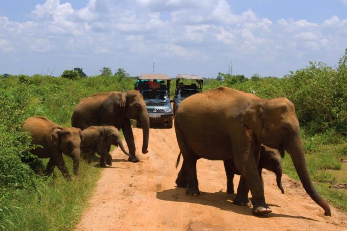 Jungle Lodge อุดาวาลาเว ภายนอก รูปภาพ